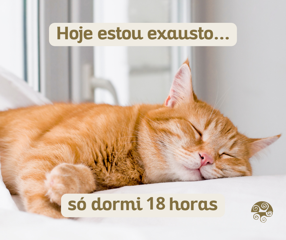 Lenda Gato